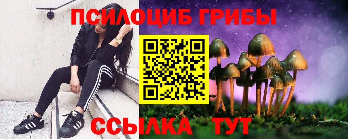 Псилоцибиновые грибы Psilocybe Усть-Илимск